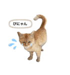 わんにゃんギャル語（個別スタンプ：8）