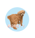 うちの子たちの自分得のスタンプ（個別スタンプ：7）