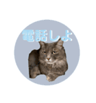 うちの子たちの自分得のスタンプ（個別スタンプ：16）