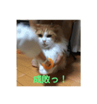 MKホースパーク公式（個別スタンプ：11）