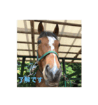 MKホースパーク公式（個別スタンプ：12）