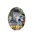 MKホースパーク公式（個別スタンプ：19）