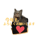 夫婦間やお友達との間で使いやすいスタンプ（個別スタンプ：29）