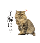 イケメン猫のちゃちゃ丸くん（個別スタンプ：1）
