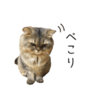 イケメン猫のちゃちゃ丸くん（個別スタンプ：2）