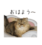 イケメン猫のちゃちゃ丸くん（個別スタンプ：3）