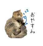 イケメン猫のちゃちゃ丸くん（個別スタンプ：4）