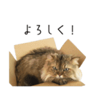 イケメン猫のちゃちゃ丸くん（個別スタンプ：5）