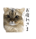 イケメン猫のちゃちゃ丸くん（個別スタンプ：6）