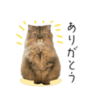 イケメン猫のちゃちゃ丸くん（個別スタンプ：7）