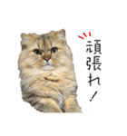 イケメン猫のちゃちゃ丸くん（個別スタンプ：8）