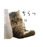 イケメン猫のちゃちゃ丸くん（個別スタンプ：9）