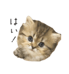 イケメン猫のちゃちゃ丸くん（個別スタンプ：10）