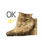 イケメン猫のちゃちゃ丸くん（個別スタンプ：11）