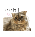 イケメン猫のちゃちゃ丸くん（個別スタンプ：13）