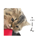 イケメン猫のちゃちゃ丸くん（個別スタンプ：14）