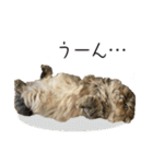 イケメン猫のちゃちゃ丸くん（個別スタンプ：15）
