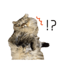 イケメン猫のちゃちゃ丸くん（個別スタンプ：16）