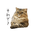 イケメン猫のちゃちゃ丸くん（個別スタンプ：17）