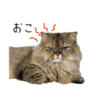 イケメン猫のちゃちゃ丸くん（個別スタンプ：18）
