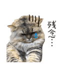 イケメン猫のちゃちゃ丸くん（個別スタンプ：19）