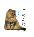 イケメン猫のちゃちゃ丸くん（個別スタンプ：20）
