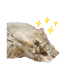 イケメン猫のちゃちゃ丸くん（個別スタンプ：21）