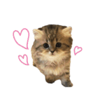イケメン猫のちゃちゃ丸くん（個別スタンプ：22）