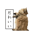 イケメン猫のちゃちゃ丸くん（個別スタンプ：23）