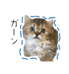 イケメン猫のちゃちゃ丸くん（個別スタンプ：24）