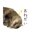 イケメン猫のちゃちゃ丸くん（個別スタンプ：27）