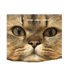 イケメン猫のちゃちゃ丸くん（個別スタンプ：28）