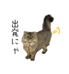 イケメン猫のちゃちゃ丸くん（個別スタンプ：29）