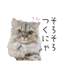 イケメン猫のちゃちゃ丸くん（個別スタンプ：30）