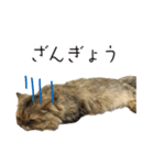 イケメン猫のちゃちゃ丸くん（個別スタンプ：31）