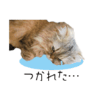 イケメン猫のちゃちゃ丸くん（個別スタンプ：32）