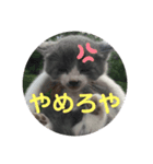 にゃぁのあんこさん2（個別スタンプ：1）