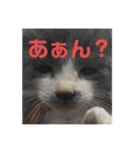 にゃぁのあんこさん2（個別スタンプ：2）