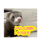 フェレットのごまぽんず（個別スタンプ：1）