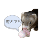 フェレットのごまぽんず（個別スタンプ：7）