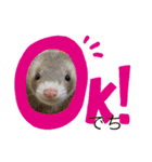 フェレットのごまぽんず（個別スタンプ：8）