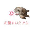 フェレットのごまぽんず（個別スタンプ：9）