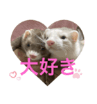 フェレットのごまぽんず（個別スタンプ：11）