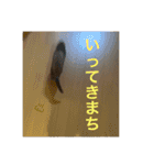 フェレットのごまぽんず（個別スタンプ：12）