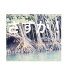 OKINAWAの景色とお花に癒されて③（個別スタンプ：12）