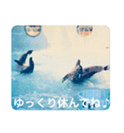 OKINAWAの景色とお花に癒されて③（個別スタンプ：15）