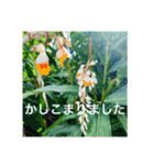 OKINAWAの景色とお花に癒されて③（個別スタンプ：23）