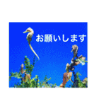 OKINAWAの景色とお花に癒されて③（個別スタンプ：25）