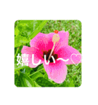 OKINAWAの景色とお花に癒されて③（個別スタンプ：27）