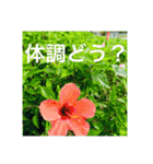 OKINAWAの景色とお花に癒されて③（個別スタンプ：28）